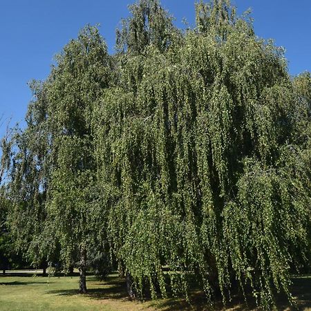 布斯托阿西齐奥Al Salice Tranquillita Nel Verde Via Amendola 24公寓 外观 照片